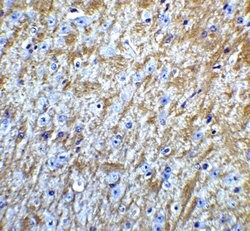 Invitrogen GABARAP Polyclonal Antibody 100 &mu;g; Unconjugated:Antibodies,