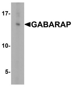 Invitrogen GABARAP Polyclonal Antibody 100 &mu;g; Unconjugated:Antibodies,