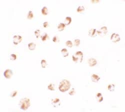 Invitrogen TRIM24 Polyclonal Antibody 100 &mu;g; Unconjugated:Antibodies,