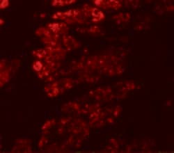 Invitrogen GOLGA5 Polyclonal Antibody 100 &mu;g; Unconjugated:Antibodies,