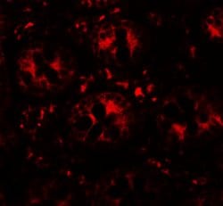 Invitrogen DAP Polyclonal Antibody 100 μg; Unconjugated:Antibodies,