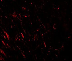 Invitrogen PRAS40 Polyclonal Antibody 100 &mu;g; Unconjugated:Antibodies,