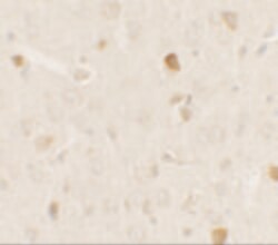 Invitrogen PRAS40 Polyclonal Antibody 100 &mu;g; Unconjugated:Antibodies,