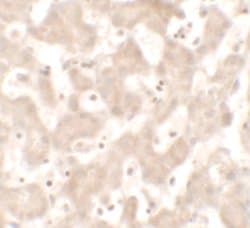 Invitrogen KHDC1 Polyclonal Antibody 100 &mu;g; Unconjugated:Antibodies,