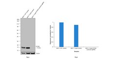 Invitrogen IFITM3 Polyclonal Antibody 100 &mu;g; Unconjugated:Antibodies,