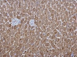 Invitrogen ALDH1A1 Polyclonal Antibody 100 &mu;L; Unconjugated:Antibodies,