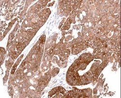 Invitrogen ALDH1A1 Polyclonal Antibody 100 &mu;L; Unconjugated:Antibodies,