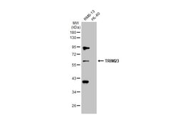 Invitrogen TRIM23 Polyclonal Antibody 100 &mu;L; Unconjugated:Antibodies,