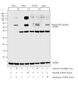 Invitrogen Phospho-CHK1 (Ser345) Polyclonal Antibody 100 &mu;L; Unconjugated:Antibodies,