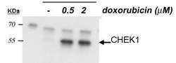 Invitrogen Phospho-CHK1 (Ser345) Polyclonal Antibody 100 &mu;L; Unconjugated:Antibodies,