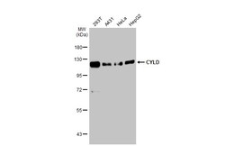 Invitrogen CYLD Polyclonal Antibody 100 &mu;L; Unconjugated:Antibodies,