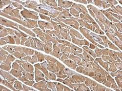 Invitrogen DDB1 Polyclonal Antibody 100 &mu;L; Unconjugated:Antibodies,