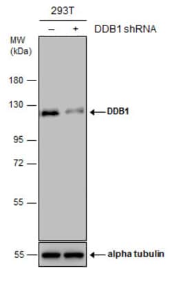 Invitrogen DDB1 Polyclonal Antibody 100 &mu;L; Unconjugated:Antibodies,