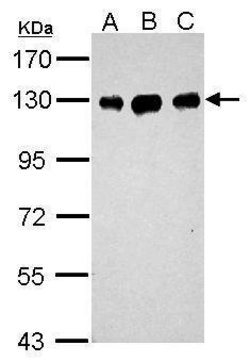 Invitrogen DDB1 Polyclonal Antibody 100 &mu;L; Unconjugated:Antibodies,