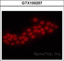 Invitrogen ERG Polyclonal Antibody 100 &mu;L | Buy Online | Invitrogen&trade; | Fisher Scientific