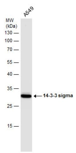 Invitrogen 14-3-3 sigma Polyclonal Antibody 100 &mu;L | Buy Online | Invitrogen&trade; | Fisher Scientific