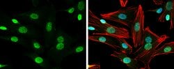 Invitrogen NRG1 Polyclonal Antibody 100 &mu;L; Unconjugated:Antibodies,