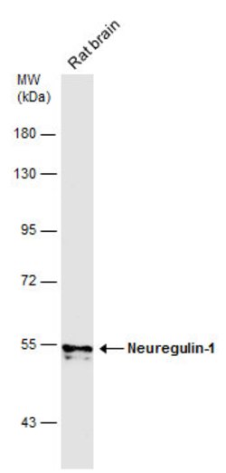 Invitrogen NRG1 Polyclonal Antibody 100 &mu;L; Unconjugated:Antibodies,