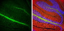 Invitrogen NEFL Polyclonal Antibody 100 &mu;L; Unconjugated:Antibodies,