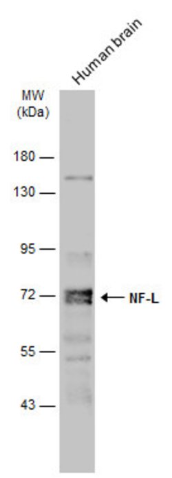 Invitrogen NEFL Polyclonal Antibody 100 &mu;L; Unconjugated:Antibodies,