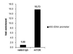 Invitrogen mTOR Polyclonal Antibody 100 &mu;L; Unconjugated:Antibodies,