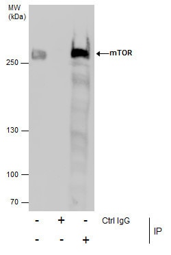 Invitrogen mTOR Polyclonal Antibody 100 &mu;L | Buy Online | Invitrogen&trade; | Fisher Scientific