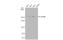 Invitrogen mTOR Polyclonal Antibody 100 &mu;L; Unconjugated:Antibodies,