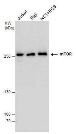 Invitrogen mTOR Polyclonal Antibody 100 &mu;L; Unconjugated:Antibodies,