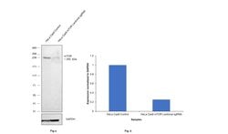 Invitrogen mTOR Polyclonal Antibody 100 &mu;L; Unconjugated:Antibodies,
