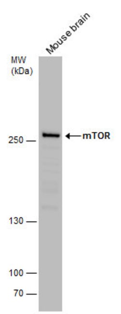 Invitrogen mTOR Polyclonal Antibody 100 &mu;L; Unconjugated:Antibodies,