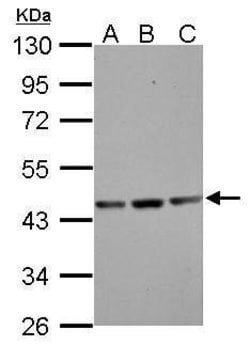 Invitrogen gamma Actin Polyclonal Antibody 100 &mu;L; Unconjugated:Antibodies,