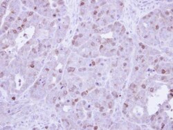 Invitrogen Cyclin A2 Polyclonal Antibody 100 &mu;L; Unconjugated:Antibodies,