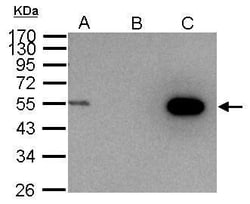 Invitrogen Cyclin A2 Polyclonal Antibody 100 &mu;L; Unconjugated:Antibodies,