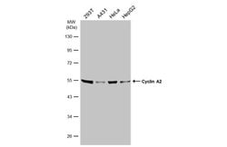 Invitrogen Cyclin A2 Polyclonal Antibody 100 &mu;L; Unconjugated:Antibodies,