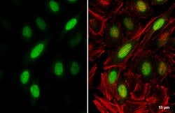 Invitrogen Cyclin A2 Polyclonal Antibody 100 &mu;L; Unconjugated:Antibodies,