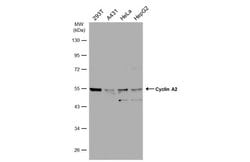 Invitrogen Cyclin A2 Polyclonal Antibody 100 &mu;L; Unconjugated:Antibodies,