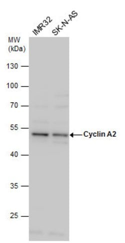 Invitrogen Cyclin A2 Polyclonal Antibody 100 &mu;L; Unconjugated:Antibodies,