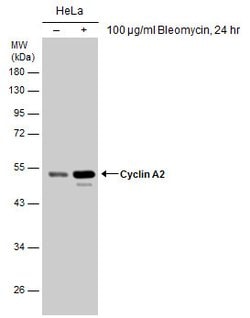 Invitrogen Cyclin A2 Polyclonal Antibody 100 &mu;L; Unconjugated:Antibodies,
