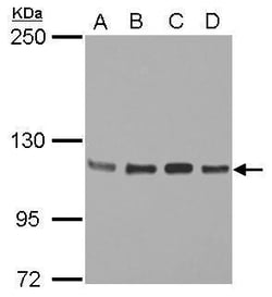 Invitrogen STAT2 Polyclonal Antibody 100 &mu;L; Unconjugated:Antibodies,
