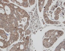 Invitrogen TrxR1 Polyclonal Antibody 100 &mu;L; Unconjugated:Antibodies,