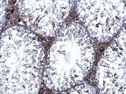 Invitrogen TrxR1 Polyclonal Antibody 100 &mu;L; Unconjugated:Antibodies,