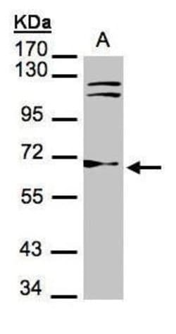 Invitrogen TrxR1 Polyclonal Antibody 100 &mu;L; Unconjugated:Antibodies,