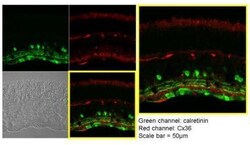 Invitrogen Calretinin Polyclonal Antibody 100 &mu;L; Unconjugated:Antibodies,
