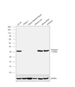 Invitrogen Calretinin Polyclonal Antibody 100 &mu;L; Unconjugated:Antibodies,