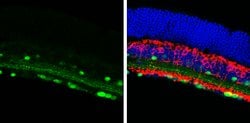 Invitrogen Calretinin Polyclonal Antibody 100 &mu;L; Unconjugated:Antibodies,