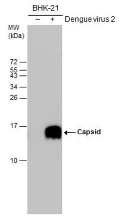 Invitrogen&trade;&nbsp;Dengue Virus Type 2 Capsid Polyclonal Antibody