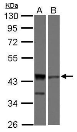 Invitrogen ICAD Polyclonal Antibody 100 &mu;L; Unconjugated:Antibodies,