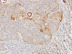 Invitrogen GSTA4 Polyclonal Antibody 100 &mu;L; Unconjugated:Antibodies,