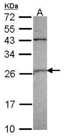 Invitrogen GSTA4 Polyclonal Antibody 100 &mu;L; Unconjugated:Antibodies,