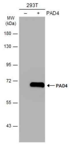 Invitrogen PADI4 Polyclonal Antibody 100 &mu;L; Unconjugated:Antibodies,